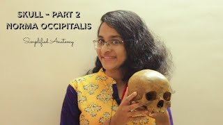 SKULL PART 2  NORMA OCCIPITALIS  ANATOMY  SIMPLIFIED ✔ [upl. by Misaq]