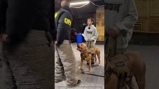 Un Chien Militaire Montre Ses Compétences 🤯 expliqué [upl. by Lytle229]