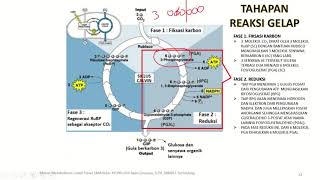 FOTOSINTESIS REAKSI GELAP [upl. by Etennaej]