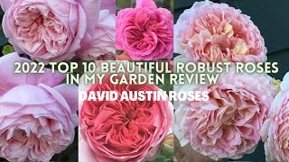 NEW 2022 TOP 10 BEAUTIFUL ROBUST ENGLISH ROSES REVIEW  David Austin Roses  EARTH ANGEL [upl. by Llohcin73]