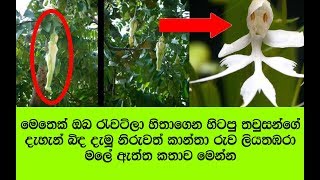 සන්දේශ කාව්‍ය වල පවා ඇති නාරිලතා  ලියතඹරා  මලේ ඇත්තම කතාව  Truth about liyathabara  Flower [upl. by Doreen157]