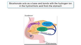 Gastrin CCK and Secretin explained [upl. by Tresa]