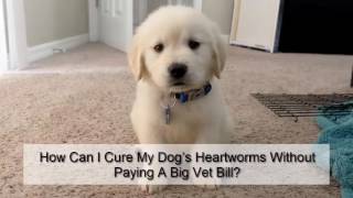 How Can I Cure My Dog’s Heartworms Without Paying A Big Vet Bill [upl. by Clauddetta916]