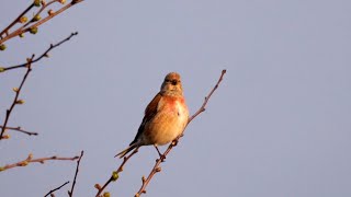 Common Linnet Singing [upl. by Iamhaj323]