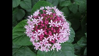 Planting Clerodendrum Bungei aka Mexican Hydrangea  Year round cut flower garden  Ep 18 [upl. by Nywde]