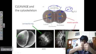 Developmental biology lecture  embryo development [upl. by Kentigera]