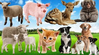 Funny Animals Animal SoundsCat Dog Sheep Piggy Goat Monkey Duck Kangaroo Lion Leopard [upl. by Diamante]