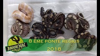 8 ème ponte de Python regius 2018 quotalbinosquot x quotspider het albinosquot [upl. by Alexandrina]