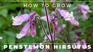 Penstemon Hirsutus  How to Grow Hairy Beardtongue [upl. by Nayt]