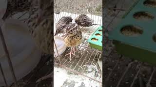 কোয়েল পাখি পালন  koyel pakhi palon  quail farming in bangladesh [upl. by Jaquelyn612]