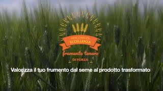 Percorsi di Eccellenza BASF – Frumento Tenero di Forza [upl. by Tuinenga721]