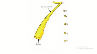 Sacral plexus  Draw step by step in an easy way [upl. by Pryor]