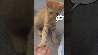 Billi ke bacche ki funny moments minivlog shortsfeed youtubeshorts dailvlog alfishakevlogs [upl. by Nerrat]