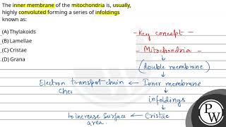 The inner membrane of the mitochondria is usually highly convoluted forming a series of infold [upl. by Darlleen]