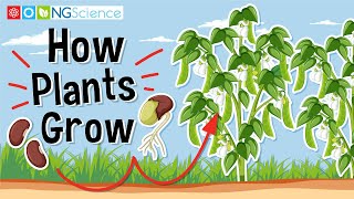 How Plants Grow [upl. by Petty]