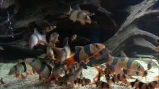 120 Clown loach [upl. by Jillane]