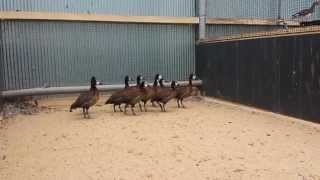 Rearing whitefaced whistling ducks at Aeres MBO Barneveld [upl. by Egiarc899]