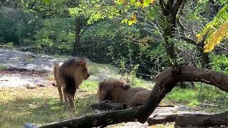 Lions Fight Bronx Zoo New York [upl. by Blackmore157]