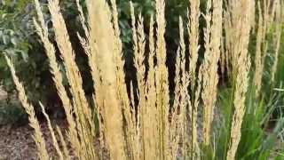 When Is The Best Time to Cut Back Karl Foerster Feather Reed Grass [upl. by Keligot496]