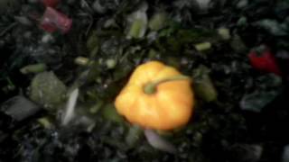 Simple Callaloo Recipe [upl. by Ailahs]