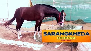 PANCHKALYAN  DEVMAAN MARWARI HORSE  CHETAK at SARANGKHEDA [upl. by Salkin576]