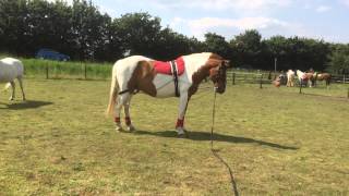 Lunging Chevy in a Pessoa Training Aid [upl. by Neelie71]