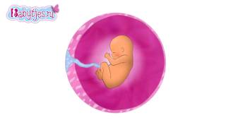 Animatie groei baby in baarmoeder [upl. by Nahgem]