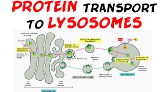 Protein transport to lysosome  protein targeting [upl. by Marietta]