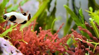 How to Keep a Planted Reef Tank 101  Part 3 Fertilizer 4K [upl. by Corrine]