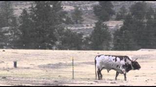 Bull kills rancher [upl. by Alan]