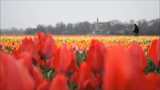 Holland  The Land of Windmills Tulips and Canals [upl. by Casandra]