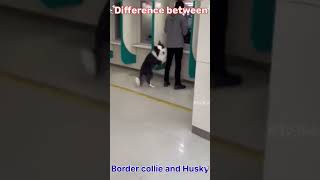 Border collie Angry 😡 With Husky dogs dog yt bordercollie husky shortvideo shorts [upl. by Leone]