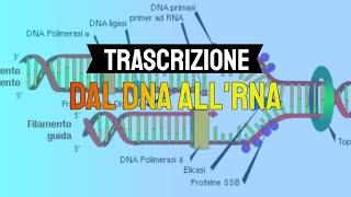 Trascrizione dal DNA allRNA 🧬 [upl. by Browne]