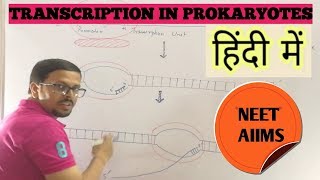 Transcription in prokaryotes in hindi [upl. by Aimit81]