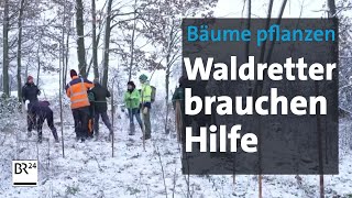 Bäume pflanzen fürs Klima in Bayern Waldretter brauchen Hilfe  BR24 [upl. by Silsby]