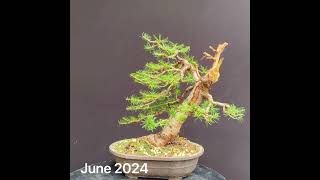 The Larch bonsai styling from field grown material so far…January until June 2024 bonsai tree [upl. by Belloir]