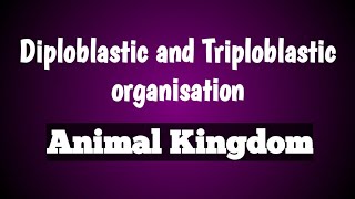 Diploblastic and triploblastic organisation  animal kingdom  class 11 Biology [upl. by Yance]