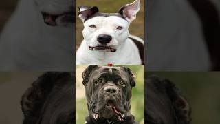 DOGO ARGENTINO VS CANE CORSOPITBULL [upl. by Mis212]