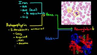 Microcytic Anemia  The Major Causes [upl. by Batruk506]