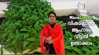 Microgreens at Homeഇനി ഒത്തിരി വളമോ മണ്ണോ വേണ്ട വീട്ടിലെന്നും ഇലക്കറികൾ ഉണ്ടാക്കാംRecipe [upl. by Gnilhsa714]