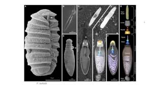 Dinoflagellates  Nematocysts [upl. by Imuyam]