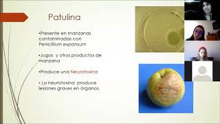 Práctica 13 Toxicologia de hongos  Introducción a Micotoxinas y Micetismos 🍄🍄☠️☠️💀 [upl. by Ayalahs]