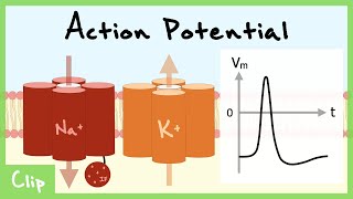 Action Potential Propagation And The Refractory Period Explained Relative and Absolute  Clip [upl. by Miki]