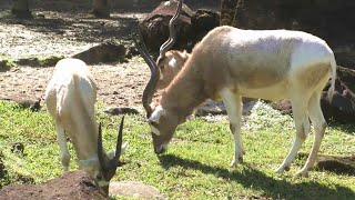 アダックス Addax：台北市立動物園（Taipiei Zoo） [upl. by Dallman]