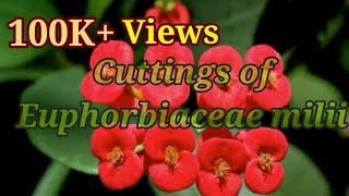 How to make Cuttings of Euphorbia milii in the easiest way [upl. by Salsbury]