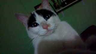 gato se da cuenta que lo graban [upl. by Gower]