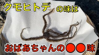 海辺の怪生物『クモヒトデ』を食べる [upl. by Llyrpa]