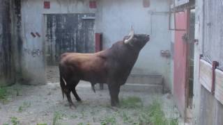 Débarquement Corrida Baltasar Iban [upl. by Chiles687]