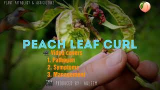 Peach leaf curl  Taphrina deformans  Peach  Nectarine  Almond [upl. by Tena]