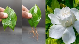 How to grow Parijatham plant from leaf cutting  gandharaj flower [upl. by Yortal827]